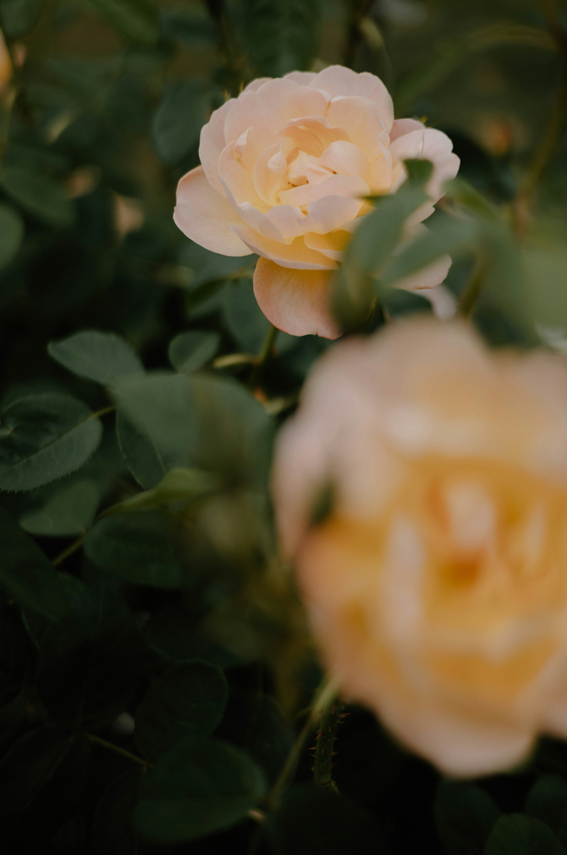 Luxury Rose of Nowhere 50ml Perfume Oil Rollerball
