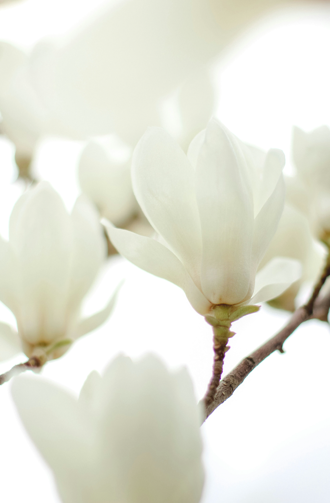 Luxury Ivory Bloom 50 ml Perfume Oil Rollerball