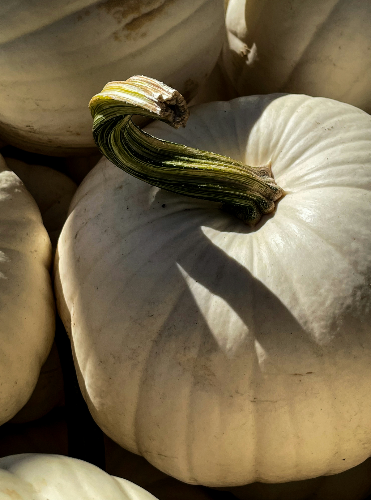 Gentle White Pumpkin 15.7 oz Liquid Hand Soap