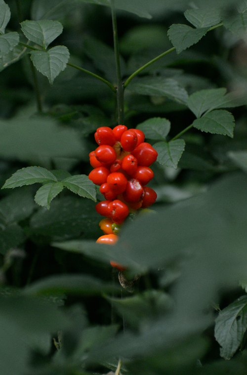 Aromatic Berry Currant 100 ml Reed Diffuser