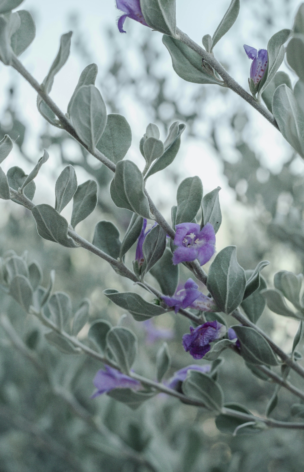 Aromatic Eucalyptus & Lavender 100 ml Reed Diffuser