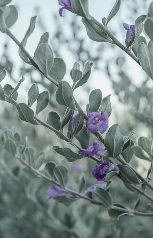 Aromatic Eucalyptus & Lavender 100 ml Reed Diffuser