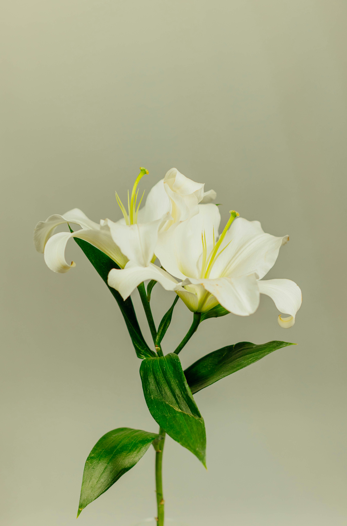 Aromatic Gardenia 100 ml Reed Diffuser
