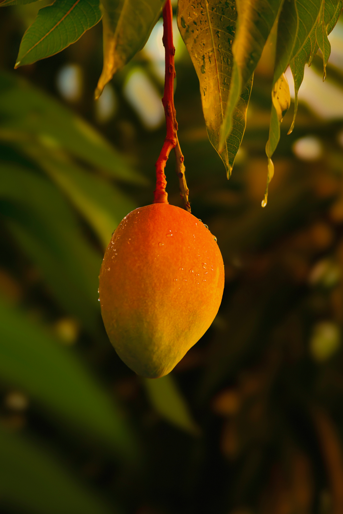 Premium Guava Mango 12.7 oz Body Scrub