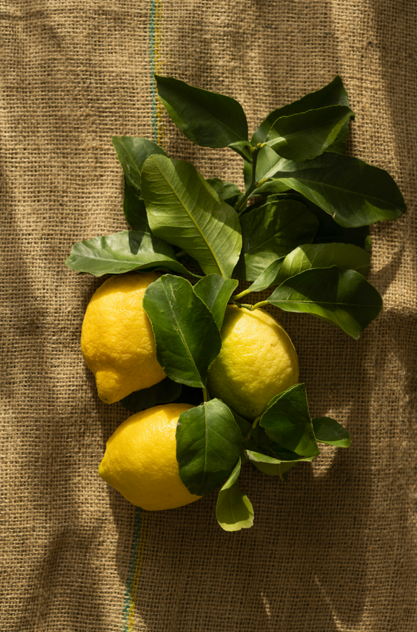 Gentle Olive Lemon Modern Heirloom 15.2 oz Liquid Hand Soap