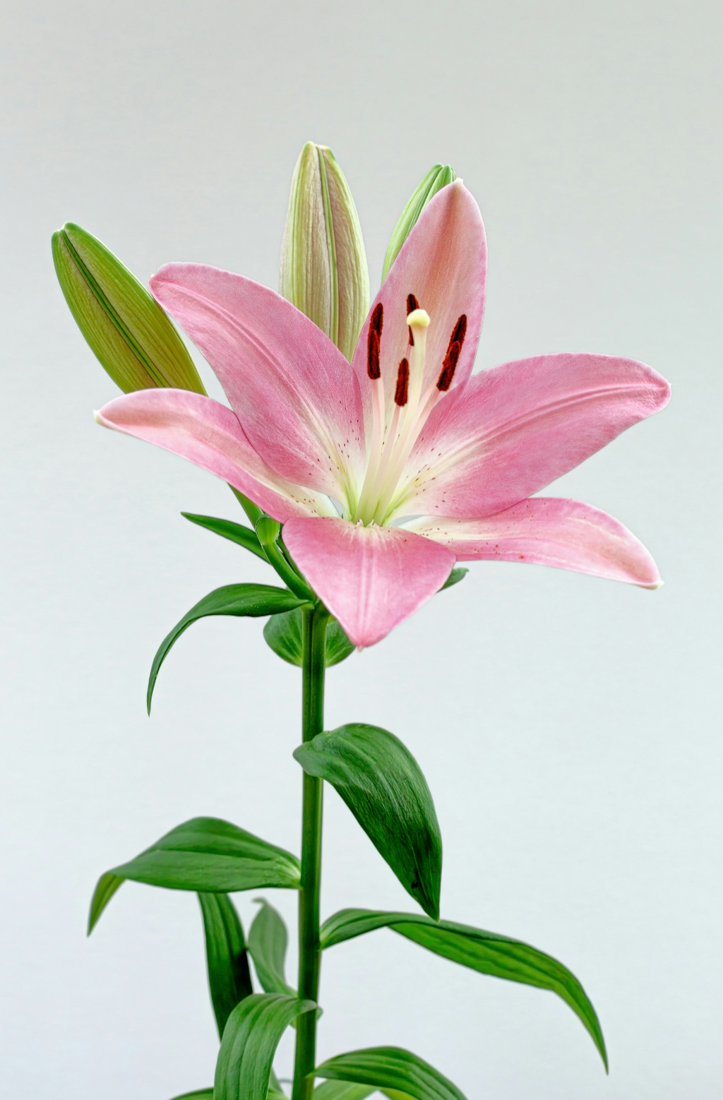 Luxury Peony & Lily 50 ml Perfume Oil Dropper