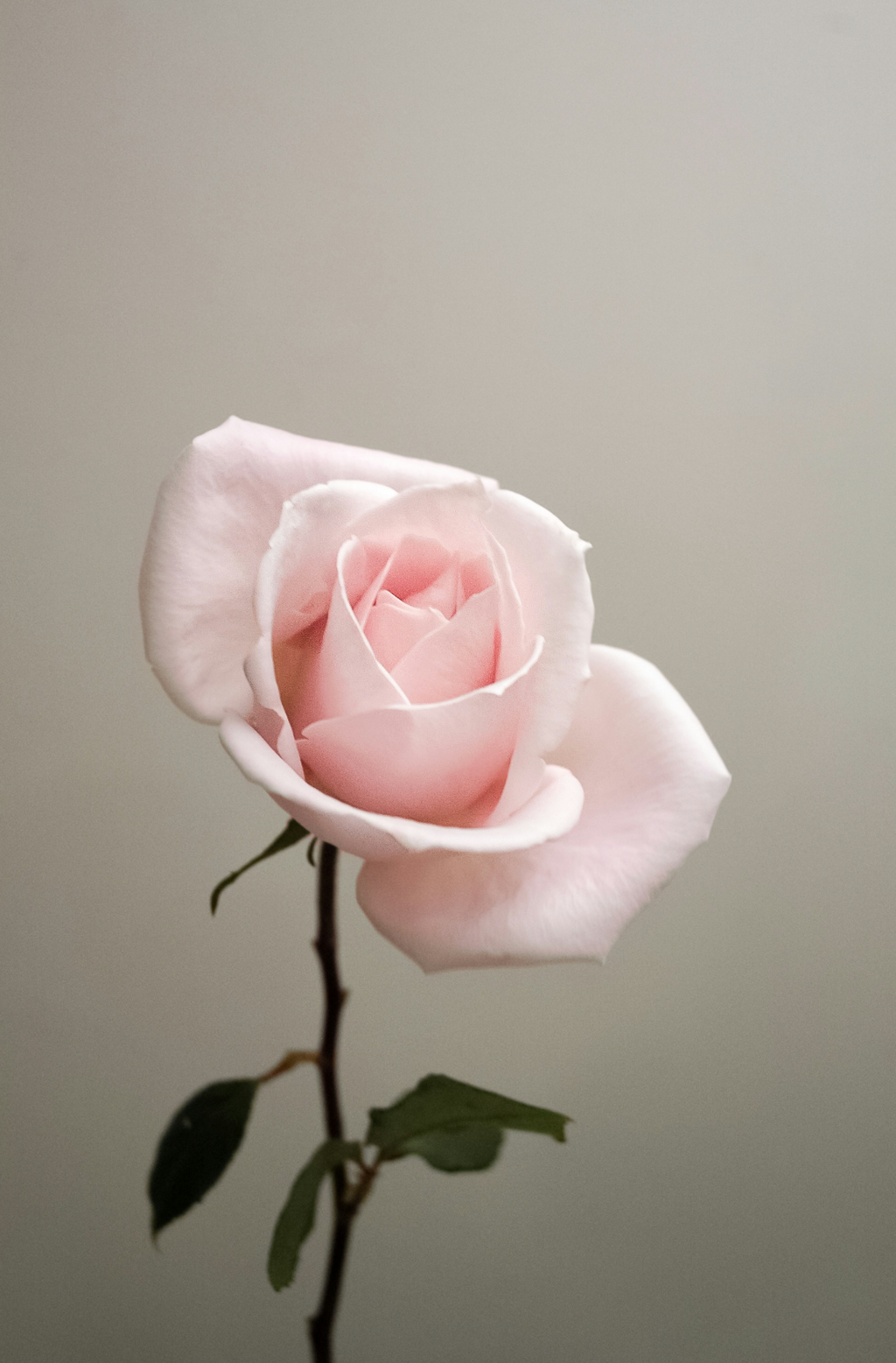 Luxury Sweet Rose 50 ml Perfume Oil Dropper