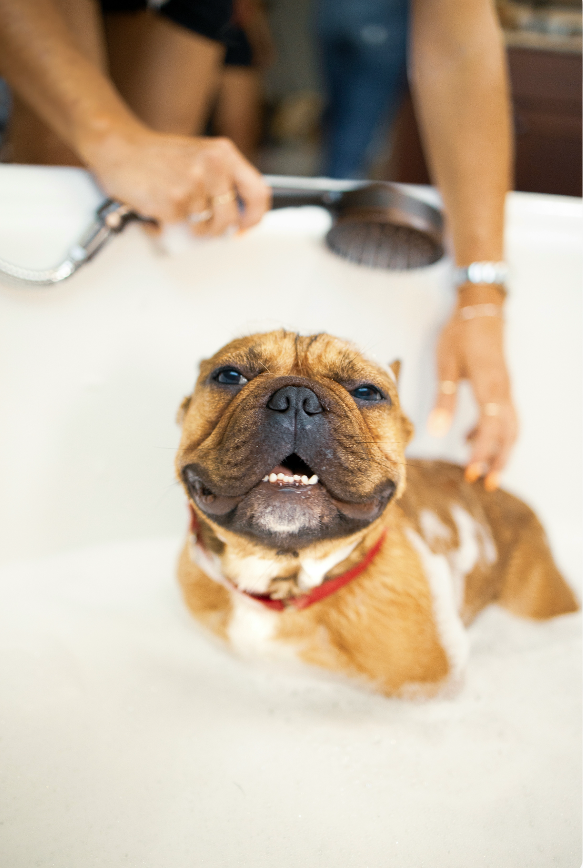 Premium Sand + Paws Pet Shampoo & Conditioner - Lavender & Aloe