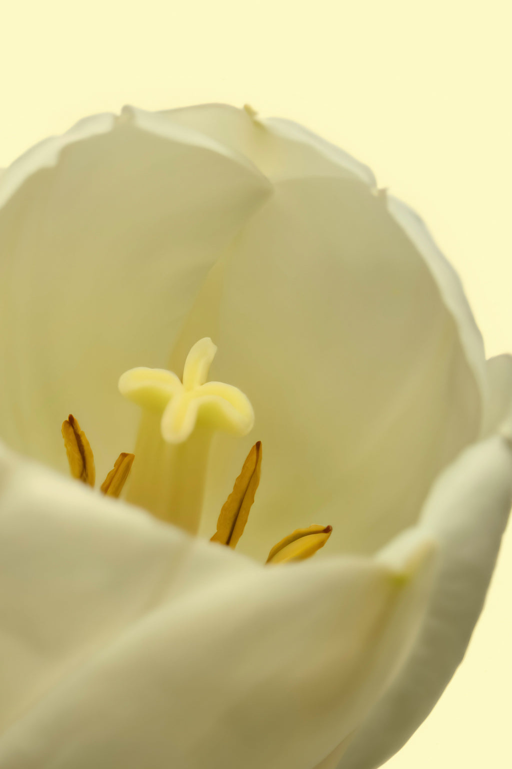 Luxury White Tulip 50ml Perfume Oil Rollerball