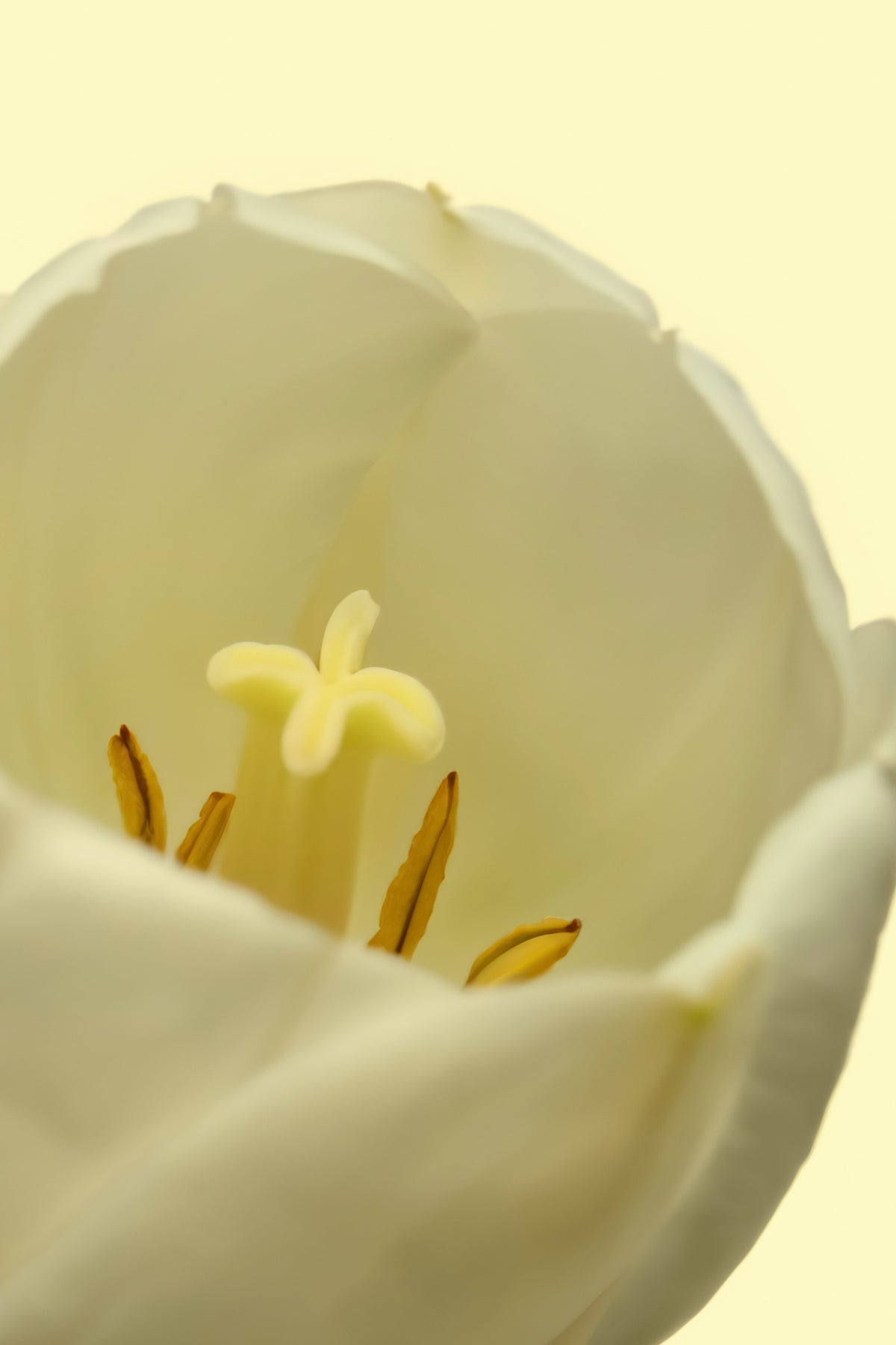 Luxury White Tulip 50ml Perfume Oil Rollerball