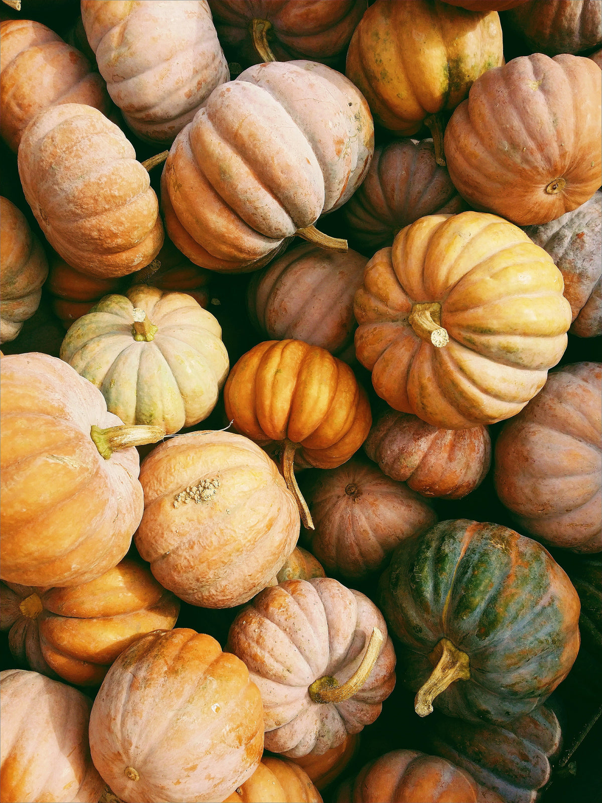 Gentle Pumpkin Harvest 15.2 oz Liquid Hand Soap